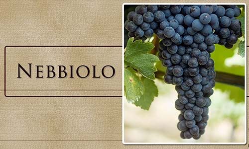 nho nebbiolo