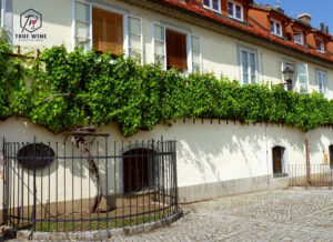 TẠI SAO RƯỢU VANG CỔ LẠI ĐẶC BIỆT NHƯ VẬY